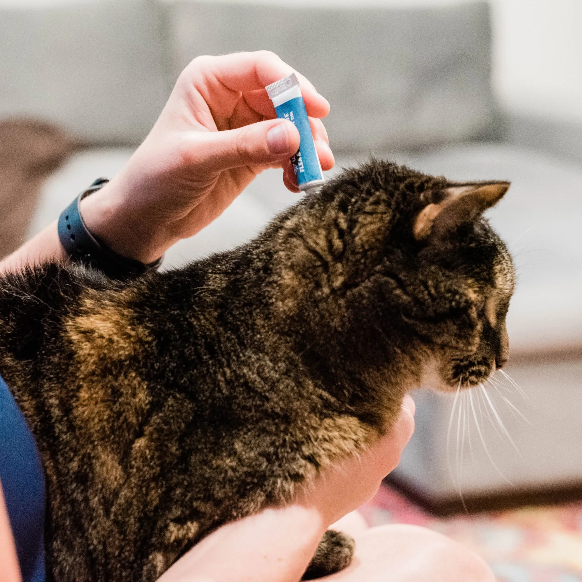 Flea & Tick Spot On for Dogs   Cats with Natural Essential Oils